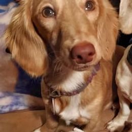 Maggie - Dachshund