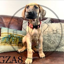 Girl 3 - Great Dane puppy in Stevens Point, Wisconsin from Simko Danes