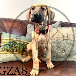 Girl 3 - Great Dane puppy in Stevens Point, Wisconsin from Simko Danes
