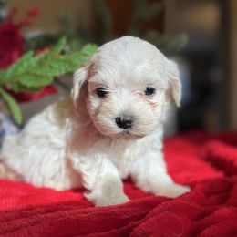 Winnie - White female Maltipoo puppy in Wendell, North Carolina from Teddys Teddy Bears