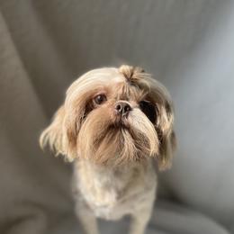 Shih Tzu puppies from Southland’s Shih Tzus