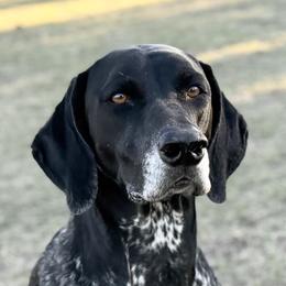 Rogue - German Shorthaired Pointer