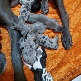 Great Dane Puppies from OnPoint Great Danes