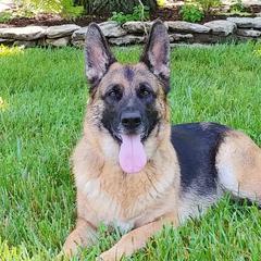 German Shepherds from Cheryl Martin