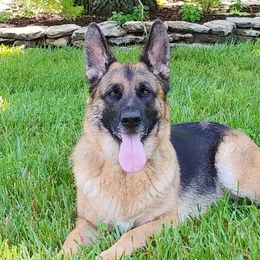 German Shepherds from Cheryl Martin