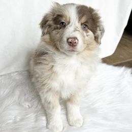 Australian Shepherd Puppies from HomeGrown Aussies