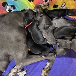 Greyhound Puppies from Trapple's Custom K-9's
