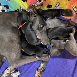 Greyhound Puppies from Trapple's Custom K-9's