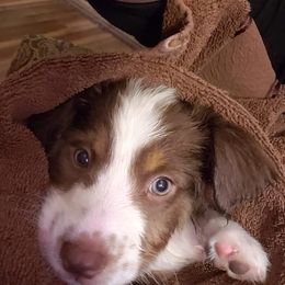 Australian Shepherds from Triple B Quarter Horses