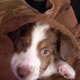 Australian Shepherds from Triple B Quarter Horses