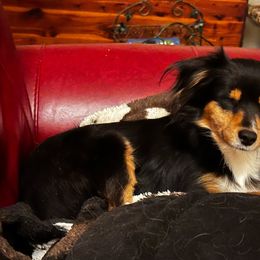 Iris - Toy Australian Shepherd