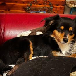 Iris - Toy Australian Shepherd