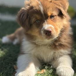 Apollo - Red tri-color male Australian Shepherd puppy in Jacksonville, Florida from Solace Australian Shepherds