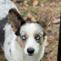 Minka - Cardigan Welsh Corgi