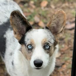Minka - Cardigan Welsh Corgi