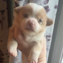 Pearl - Fawn merle female American Corgi puppy in East Oakdale, California from Rhettro Kennels