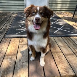 Finch - Red tri male Miniature Australian Shepherd puppy in Dowagiac, Michigan from Wrightway Wigglebutts