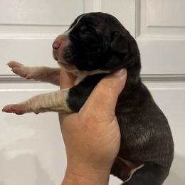 Lauren Daigle - Brindle female Great Dane puppy in Florida from Beachside Kennels