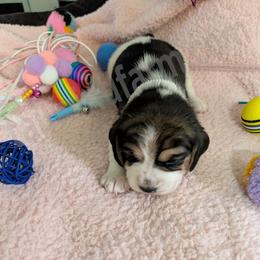 White - Black tan and white female Beagle puppy in Vallejo, California from Tailwindfarm