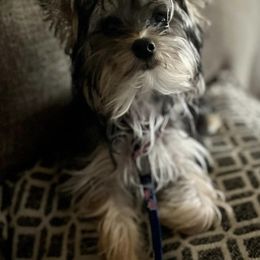 Aussiedoodles, Maltese, Maltipoos, Morkies, Yorkipoos, and Yorkshire Terriers from X-F Kennels