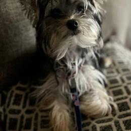 Aussiedoodles, Maltese, Maltipoos, Morkies, Yorkipoos, and Yorkshire Terriers from X-F Kennels