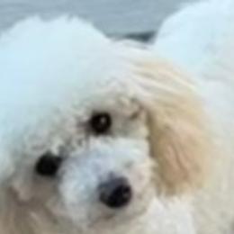 Piper - Poodle
