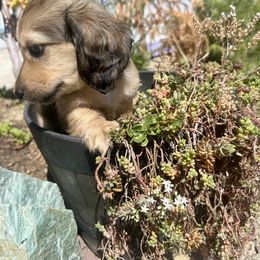 Dachshund Puppies from Long Blonde Doxies