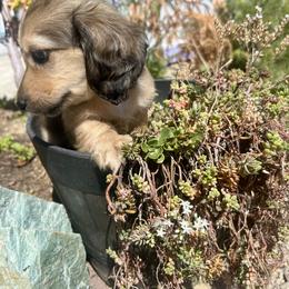 Dachshund Puppies from Long Blonde Doxies