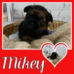 Shih Tzu puppies from North State Shih tzus