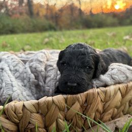Balsam - Black male Goldendoodle puppy in Fayetteville, Arkansas from Silver Hill Farm