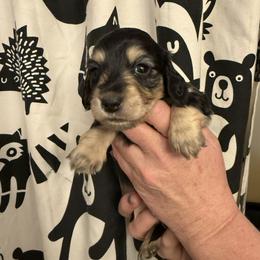 Boy 1 - Black and cream male Dachshund puppy in Huntingdon, Pennsylvania from Indian Creek Springers and Doxies