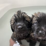 Leonberger Puppies from Magnolia Leos