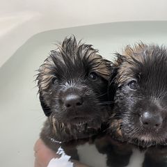 Leonberger Puppies from Magnolia Leos