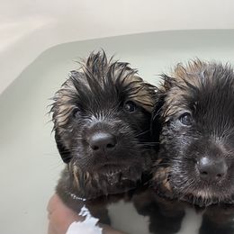 Leonberger Puppies from Magnolia Leos