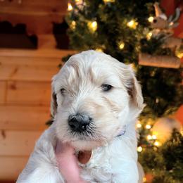 Goldendoodle Puppies from Lundee Doodles