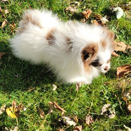 Gizmo  AKC - Chocolate parti male Pomeranian puppy in Syracuse, New York from Precious Fancy Feet Pomeranians