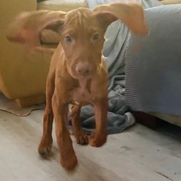 Vizsla Puppies from The Noble Puppy
