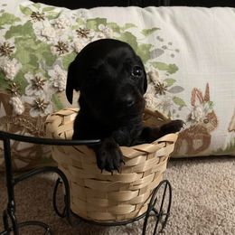 Dachshund Puppies from Cogsworth Cromwell Dachshunds of South West Michigan