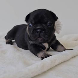 Penny - Black and tan female French Bulldog puppy in Utah from Perfect Fit Frenchies