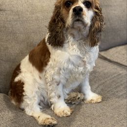 Bonnie - Cocker Spaniel
