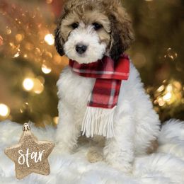 Bernedoodle and Goldendoodle Puppies from I Dream of Doodles