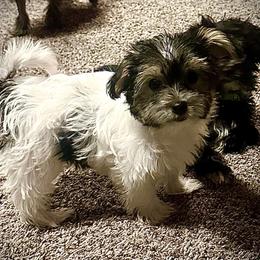 Amor - Black & tan tri-color female Morkie puppy in Aliquippa, Pennsylvania from The Morkie Mom
