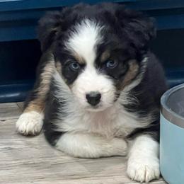 Thor - Black tri-color male Australian Shepherd puppy in Hemet, California from Perfect Companion Aussie's