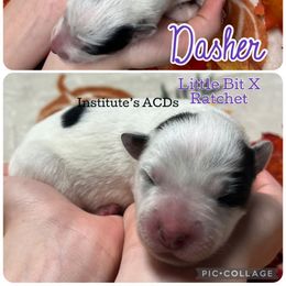 Dasher - Blue female Australian Cattle Dog puppy in Hiddenite, North Carolina from Institute Australian Cattle Dogs