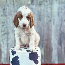 Bane - Parti male Labradoodle puppy in Elizabeth City, North Carolina from Howdy Doodles