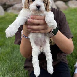Cavapoo Puppies from Ellas.Pups
