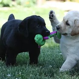 Labrador Retrievers from Wiscoy Labradors