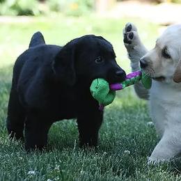 Labrador Retrievers from Wiscoy Labradors