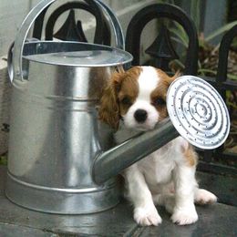 Cavalier King Charles Spaniel Puppies from LynWood Cavaliers