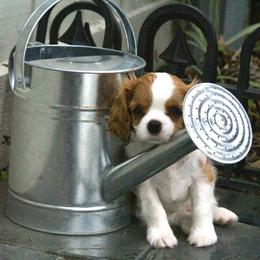 Cavalier King Charles Spaniel Puppies from LynWood Cavaliers